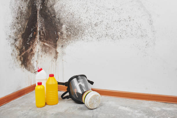 Best Commercial Mold Removal  in Tracy, CA