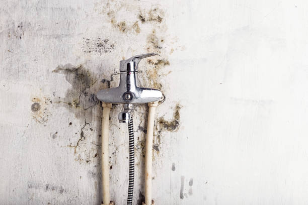 Best Best Mold Removal Companies  in Tracy, CA