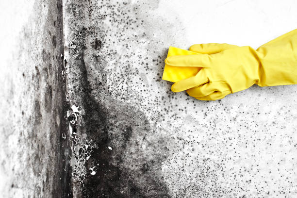 Best Certified Mold Removal  in Tracy, CA