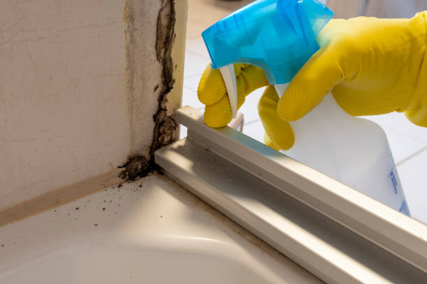 Mold Testing and Removal in Tracy, CA