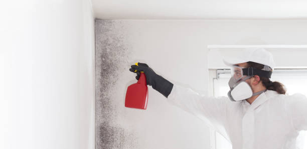 Best Same-Day Mold Removal  in Tracy, CA