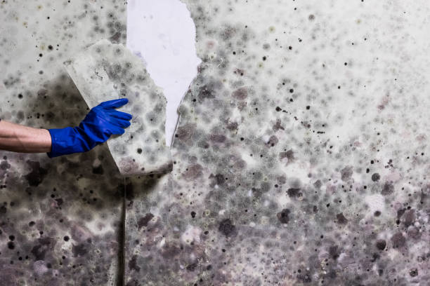 Best Black Mold Removal  in Tracy, CA