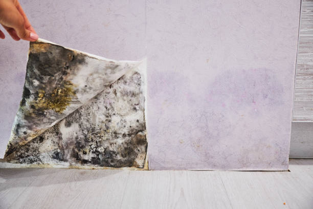 Best Fast Mold Removal  in Tracy, CA